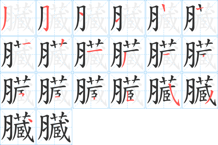 臓字完整笔顺步骤图
